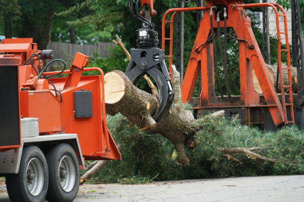 Tree Branch Trimming in Portland, ME